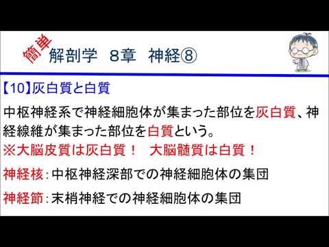 簡単解剖学　８章　神経⑧(灰白質・白質)