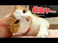 久々に飼い主とお風呂に入れて機嫌が良すぎる猫
