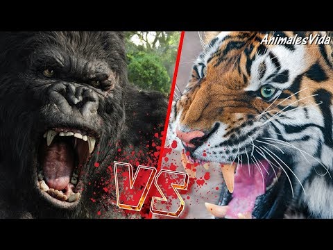 Video: ¿Podría un gorila de espalda plateada matar a un tigre?