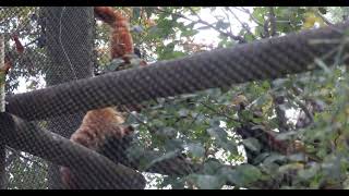 Red Panda Father And His Worst Nightmare