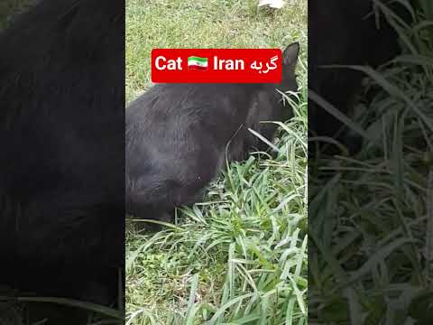 رشت گربه   نعمت پشت سر ت بیشتره نگاه کنیید نا امیدی ممنوع