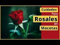 Cuidado y mantenimiento de Rosales en maceta