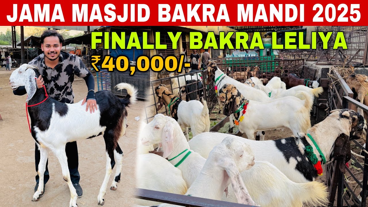 JAMA MASJID BAKRA MANDI 2025 | FINALLY BAKRA LELIYA | BAKRA MANDI DELHI
