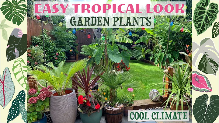Easy Tropical Look Garden Plants - Hardy/Easy Over-Wintering 🌴🌺