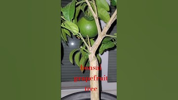 Will A Bonsai Tree Produce Full Size Fruit?
