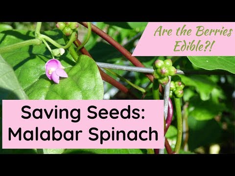Comment conserver les semences baselle * et * Sont les baies COMESTIBLES ?!
