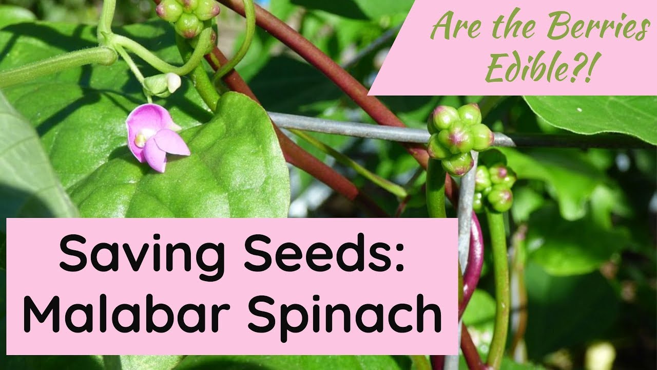 How to save Malabar Spinach Seeds *AND* Are the berries EDIBLE?! YouTube