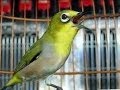 Suara Kicauan Burung Pleci Terbaik 2014