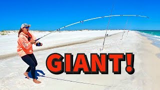 GIRL catches GIANT while SURF FISHING!!!