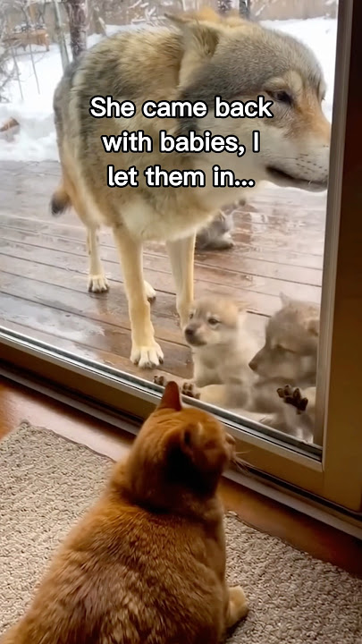 Wolves are just giant dogs❤️ #wholesome #animals