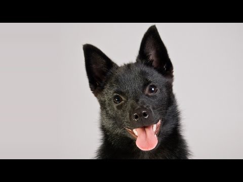 Schipperke - Raza de Perro Schipperke. Origen, Características, Alimentación, Cuidados, Curiosidades