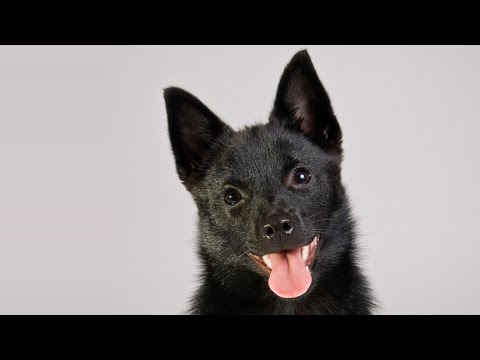 Video: Raza De Perro Schipperke Hipoalergénico, Salud Y Vida útil