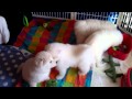 When Samoyed Puppies Attack (your slipper)  Day 45