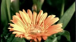 Sarah Brightman -  Scarborough Fair