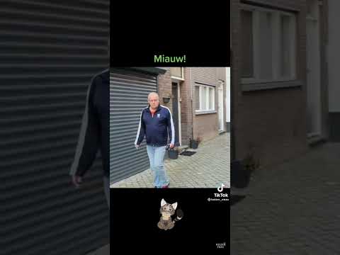 Video: Was er kattenkwaad uitgehaald?