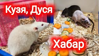 Кузя, Дуся и Хабар, домашние крысы! Дуся совсем скоро станет мамой!