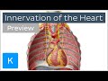 Innervation of the heart (preview) - Human Anatomy | Kenhub