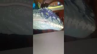 giganotosaurus vs barinyx limbo.