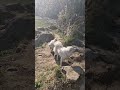 at i menat sa video #pritamsongs #hindisong #funny #pritamff #pets #hindisongs #pawrigirl #pugpals