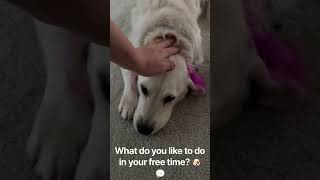 Chloe likes to sleep 🐶❤️ #dogs #dogshorts #dogsofyoutube #cutedogs #dogowner #funnydogs #fyp