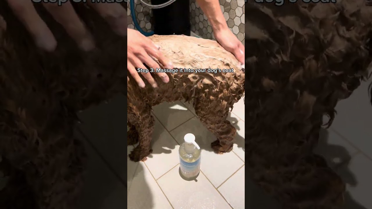 Korean beauty for dogs! 