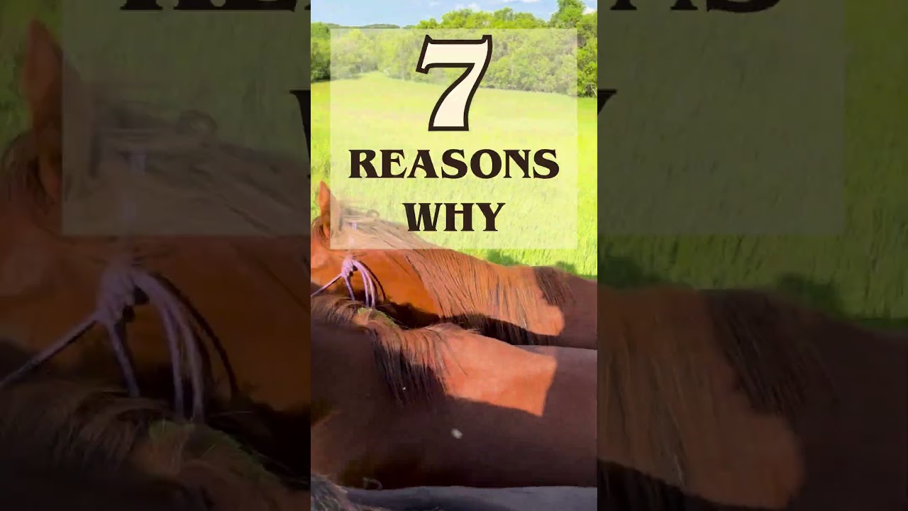 Why Horses Help Us 