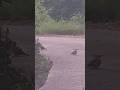 전설의 새! 후투티! The legendary bird! The Hoopoe! 伝説の鳥!フツティ!
