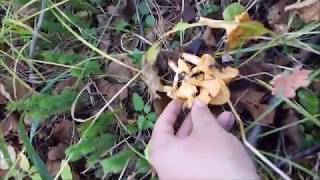 Сбор лисичек Камчатка 2018 Много грибов