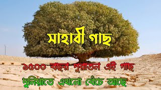 সাহাবী গাছ। মুহম্মদ (সা.) এর সংস্পর্শে মরুভূমির বুকে আজও বেঁচে আছে সাহাবী গাছ || Dawat Tv24