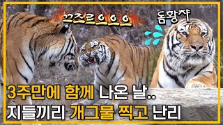 🥹3주만에 함께 나온날🥹 둘이 개그물 찍고 난리남 Famous Tiger in Korea, cat tiger #태범 #무궁 #백두대간호랑이 by Gonparazzi곤파라치 10,733 views 4 months ago 14 minutes, 11 seconds
