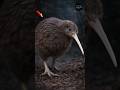 Inside the Kiwi Bird: Amazing X-Ray Secrets 🐦🔍 #KiwiBird #WildlifeFacts #AnimalXray #AmazingAnimals