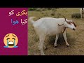 Dozens of baby goats - kids - jumping yelling and playing l desi village life