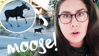 Moose Surprises Me At My Front Door! (With Footage)