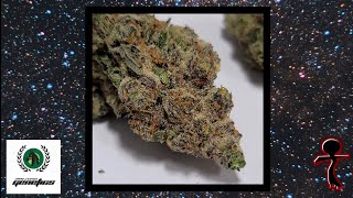 TERPACABRA strain overview. SOLOMON GRUNDY (bred by darkhorse genetics)