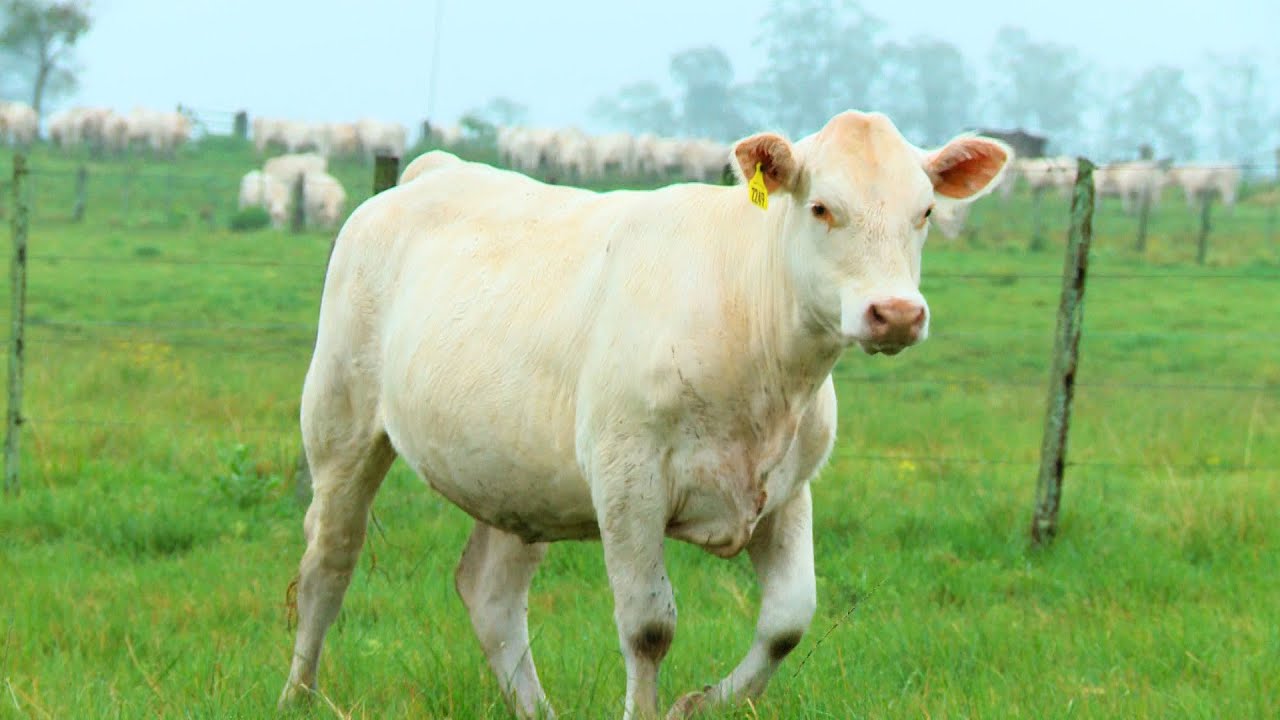 Lote 05 - Tat.2249 - Fêmea Charolês 06/OUT | Camargo Agro