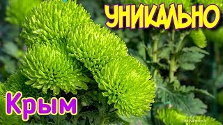 Крым. Не протолкнуться! Все на Бал Хризантем 2019. Никитский Ботанический сад. Туман. Ялта сегодня Крым. Не протолкнуться! Все на Бал Хризантем 2019. Никитский Ботанический сад. Туман. Ялта сегодня