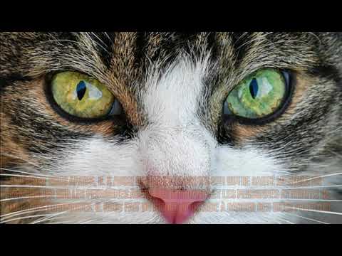 Vidéo: Les Chats Et Notre Santé