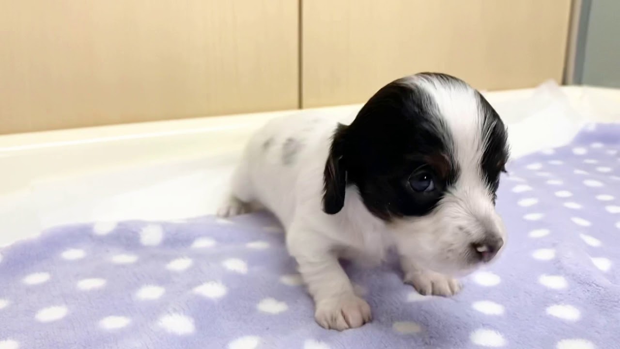ミニチュアダックス ロング 神奈川県 女の子 606 高井明美ミニチュアダックス ロング ブリーダーの子犬詳細 ブリーダーワン ミニチュアダックス ロング 神奈川県 女の子 606 高井明美ミニチュアダックス ロング ブリーダーの子犬詳細 ブリーダーワン
