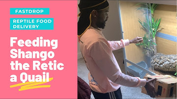 Reticulated Python Feeding FAIL