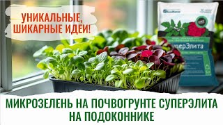 видео: Зелень на подоконнике, под фитолампами БашИнкома. Выращивай круглый год! картинка: Зелень на подоконнике, под фитолампами БашИнкома. Выращивай круглый год!