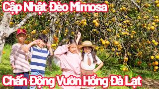 Shocking: The most beautiful persimmon garden in Da Lat that you won't want to leave