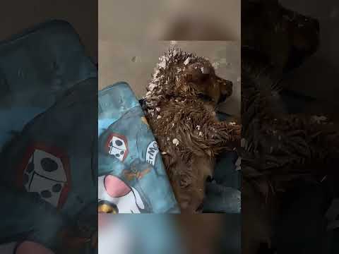 The stray puppy