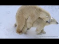 Polar bears mating in captivity