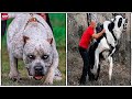 8 Perros que pueden VENCER a un PITBULL en Segundos