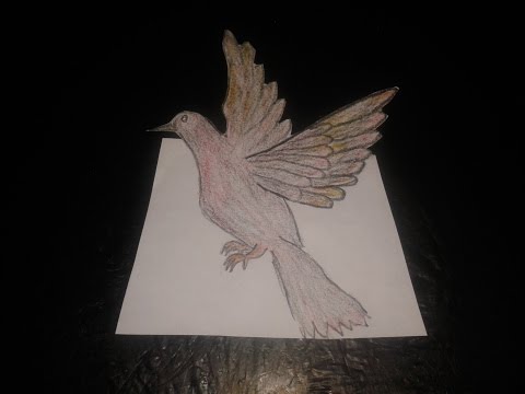 Belajar Cara Menggambar Burung Merpati Youtube