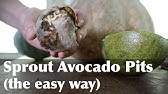 3 Different ways to Grow your Avocado Seeds