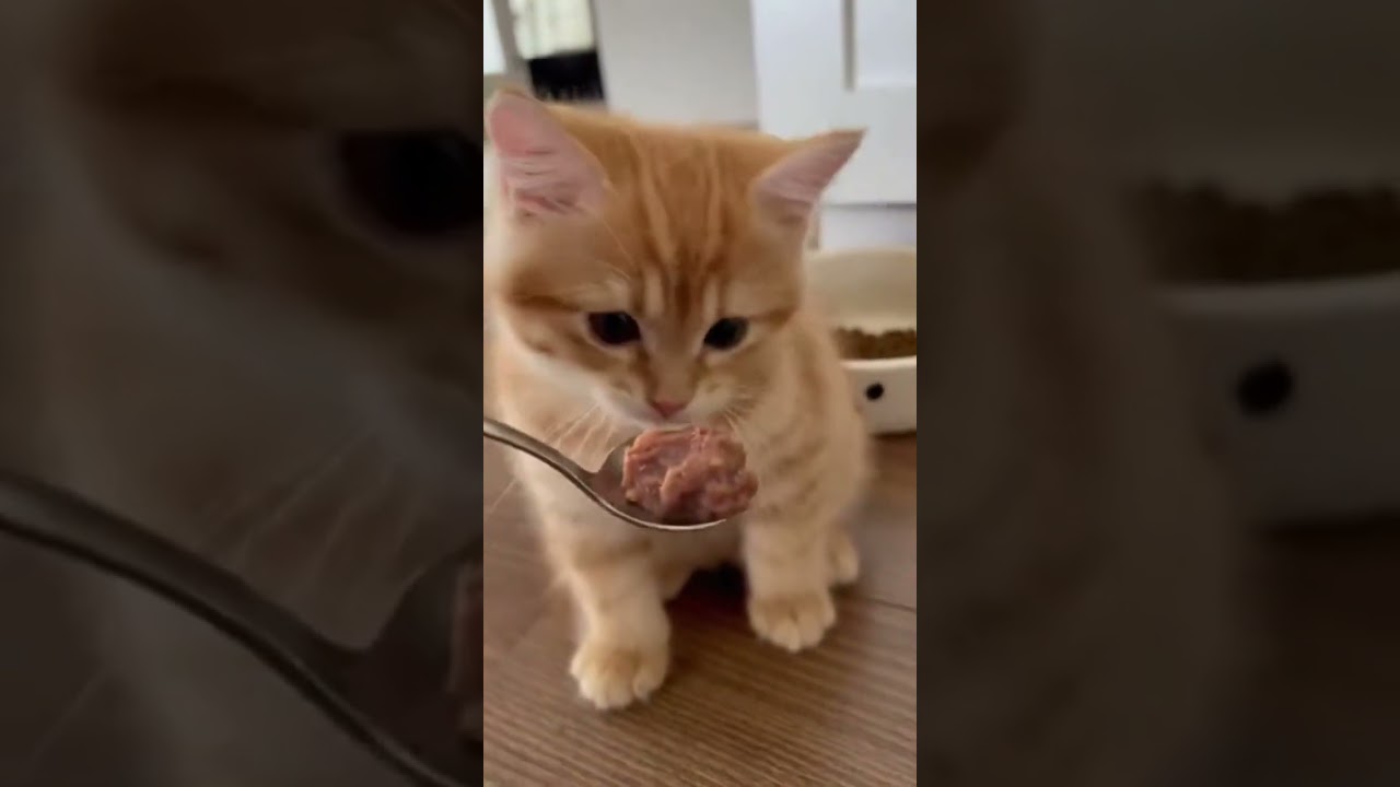 GC Meows Like This When He Wants Food 😿🍽️