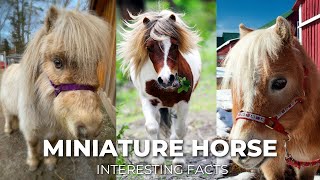 Miniature Horse Breed Interesting Facts