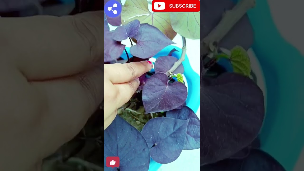 Sweet potato vine plant, sweet potato vine plant care@naturalenvironment331