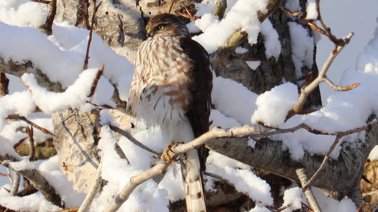 Sharp-Shinned Hawk 